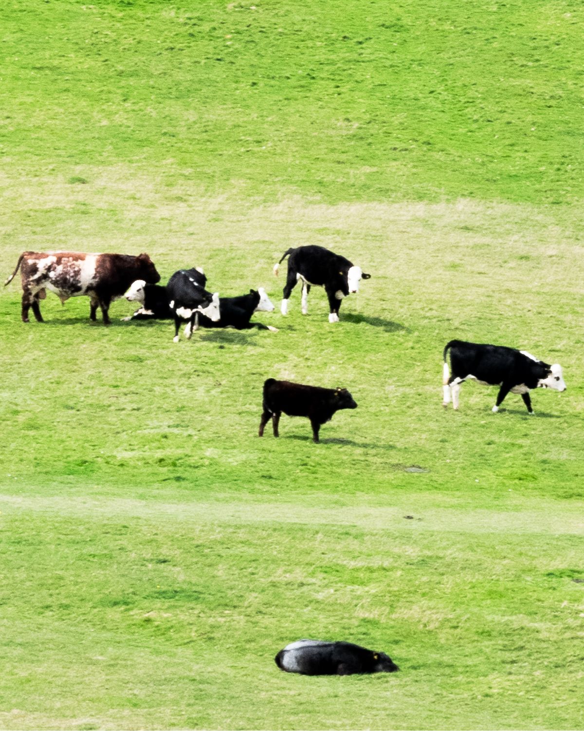 Cows on the PMO hike
